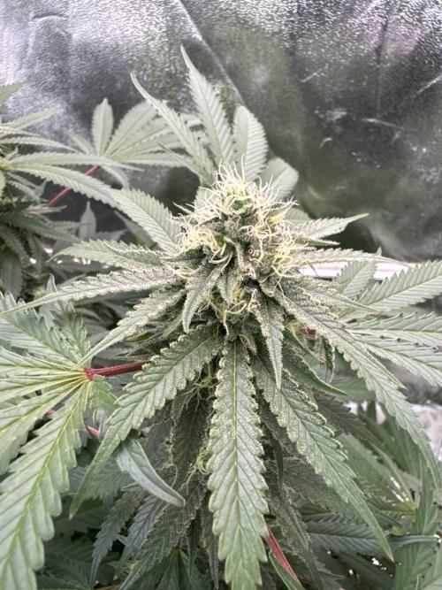 Exodus x Xkittlex REG. Week 16