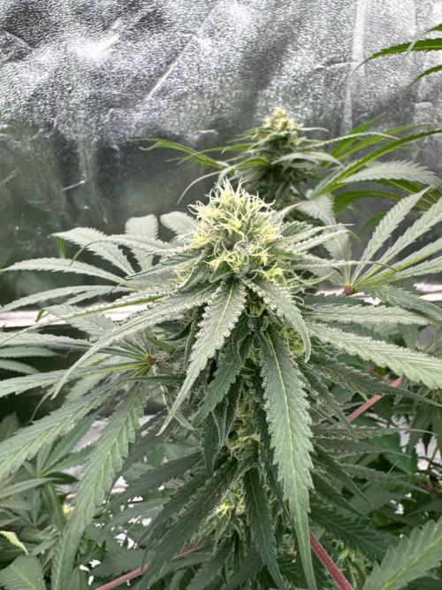 Exodus x Xkittlex REG. Week 16