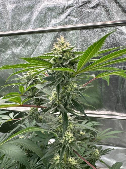 Exodus x Xkittlex REG. Week 16