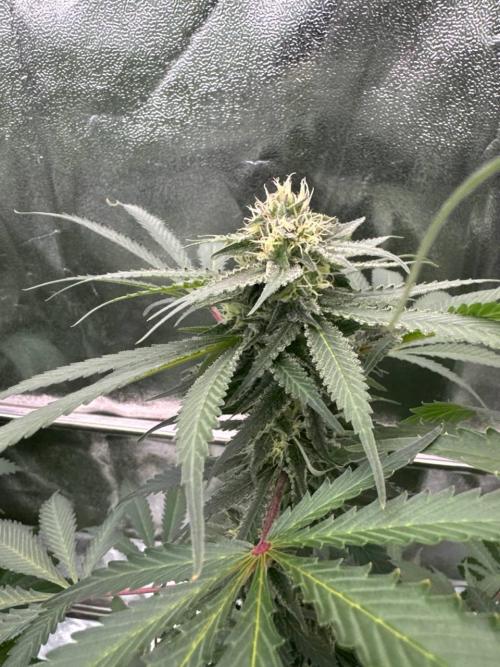 Exodus x Xkittlex REG. Week 16