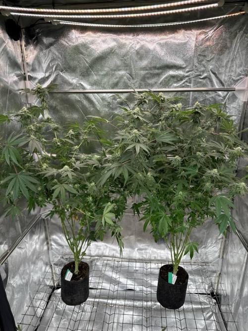 Blue Nerds x TMZ. Week 16