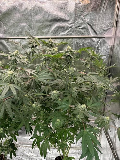 Blue Nerds x TMZ. Week 16