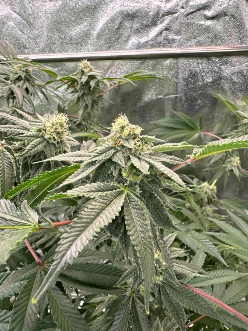 Blue Nerds x TMZ. Week 16