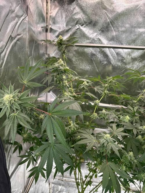 Blue Nerds x TMZ. Week 16