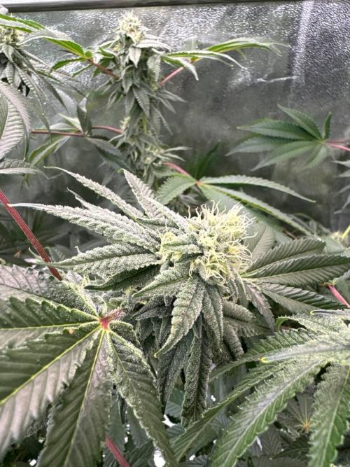 Blue Nerds x TMZ. Week 16