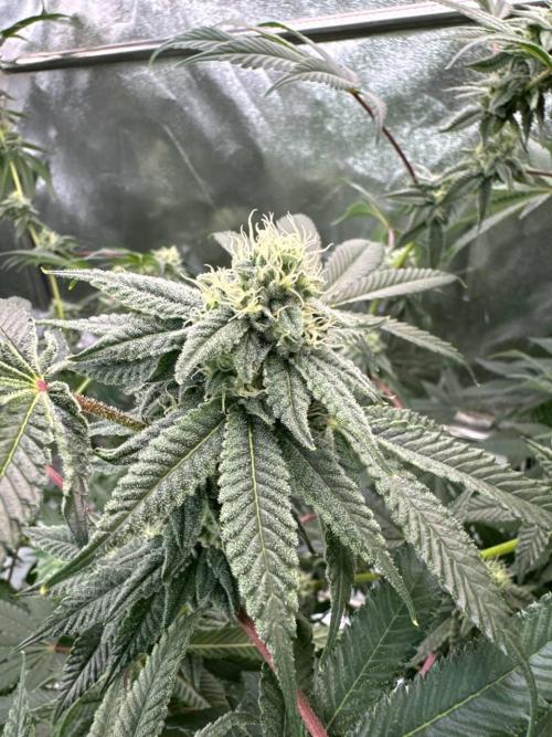 Blue Nerds x TMZ. Week 16