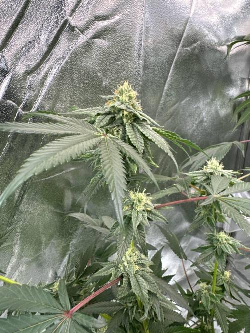 Blue Nerds x TMZ. Week 16