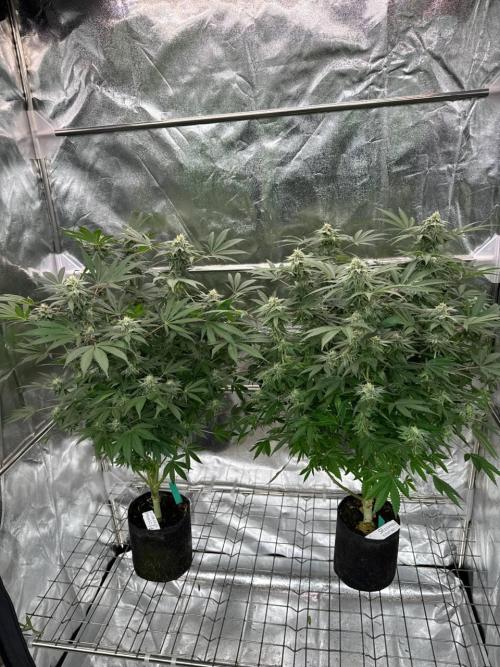 Too Much Papaya REG. Week 16