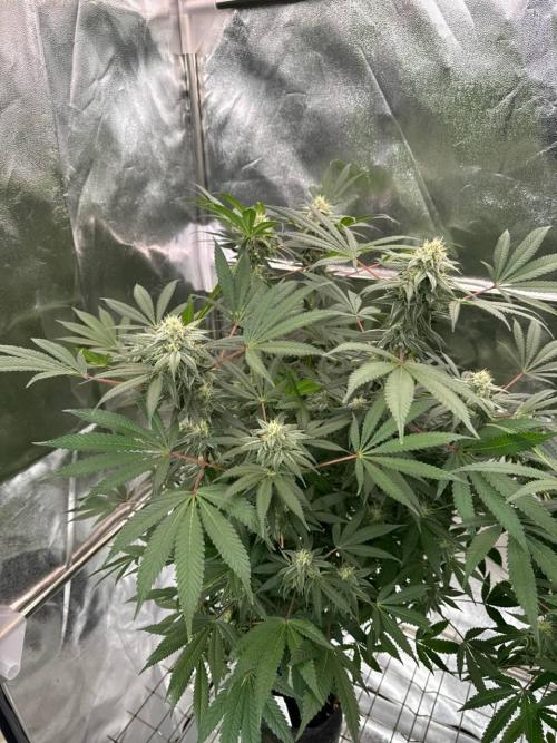 Too Much Papaya REG. Week 16