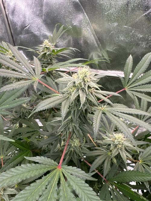 Too Much Papaya REG. Week 16