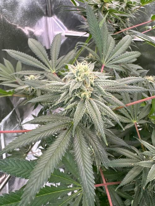 Too Much Papaya REG. Week 16