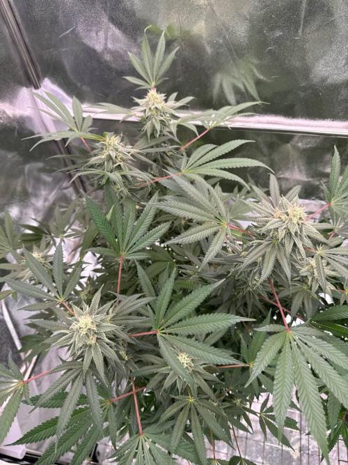 Too Much Papaya REG. Week 16