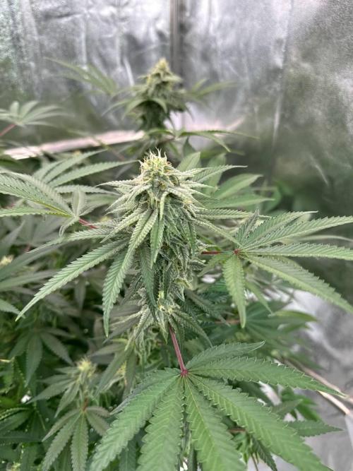 Too Much Papaya REG. Week 16