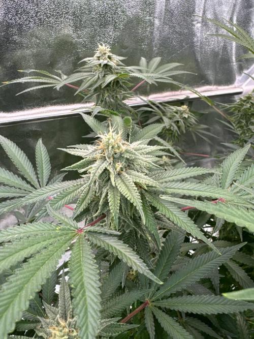 Too Much Papaya REG. Week 16