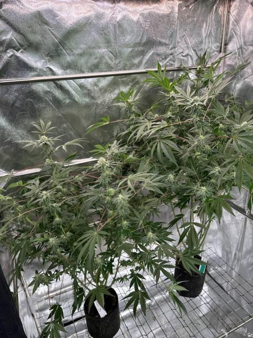 Slime'z REG. Week 16