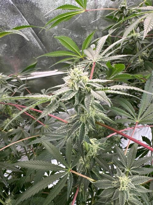 Slime'z REG. Week 16