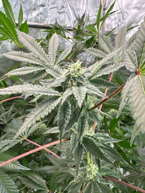 Slime'z REG. Week 16