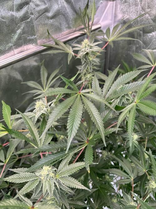 Slime'z REG. Week 16