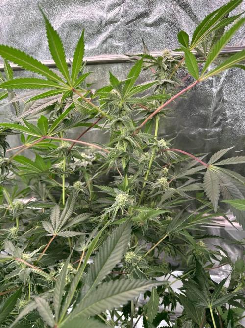 Slime'z REG. Week 16