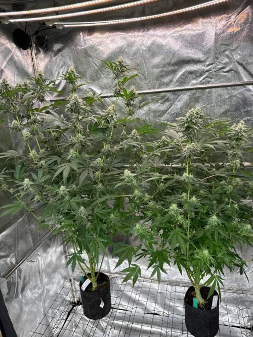 Rainbow Guava #5 x TMZ. Week 16