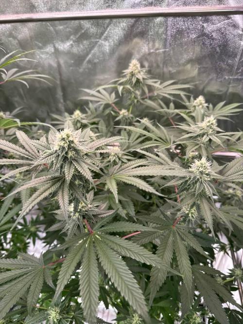 Rainbow Guava #5 x TMZ. Week 16