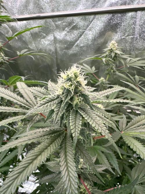 Rainbow Guava #5 x TMZ. Week 16