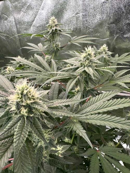 Rainbow Guava #5 x TMZ. Week 16