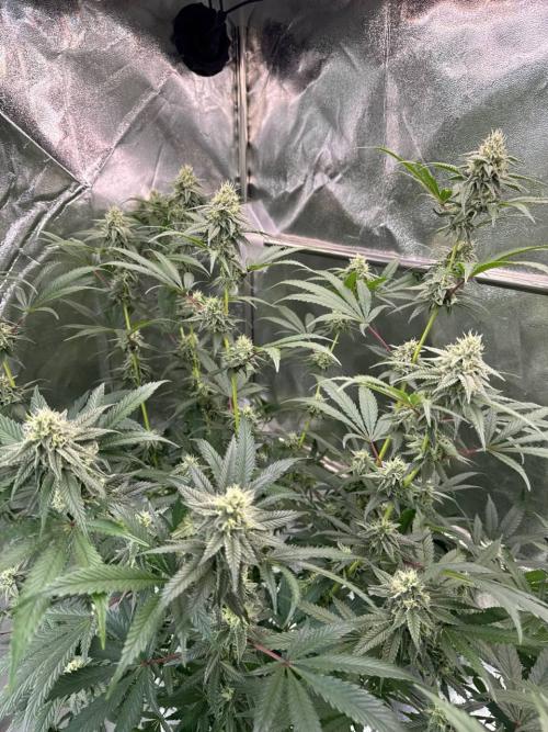 Rainbow Guava #5 x TMZ. Week 16