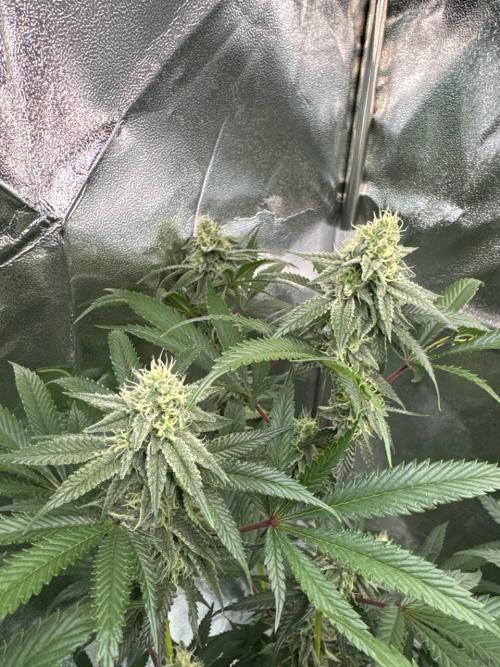 Rainbow Guava #5 x TMZ. Week 16