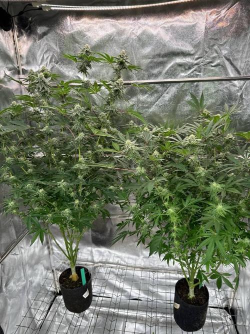 Key Lime Guava REG. Week 16