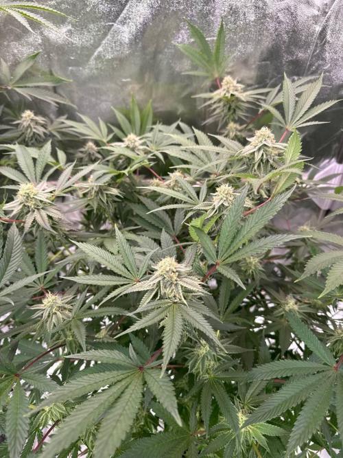 Key Lime Guava REG. Week 16