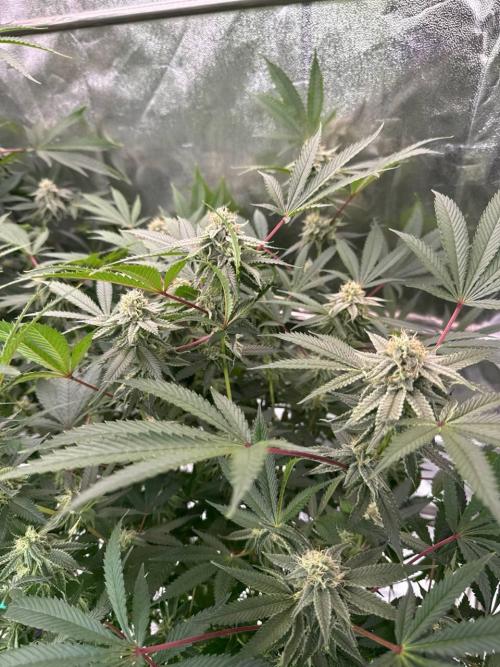 Key Lime Guava REG. Week 16