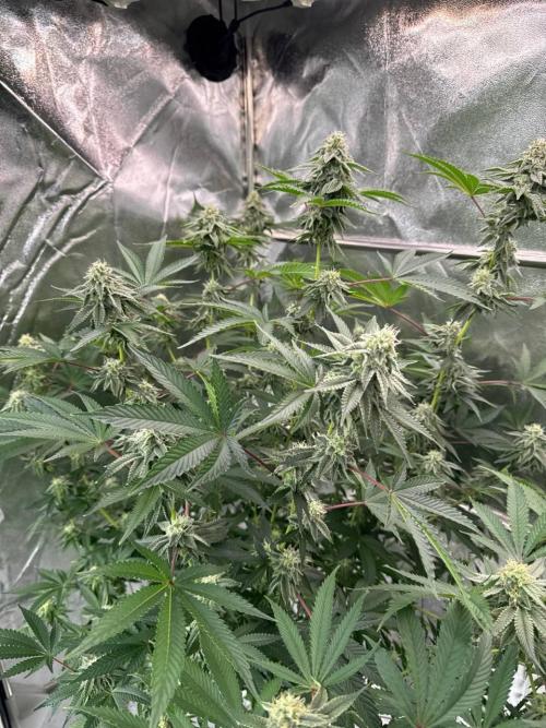 Key Lime Guava REG. Week 16