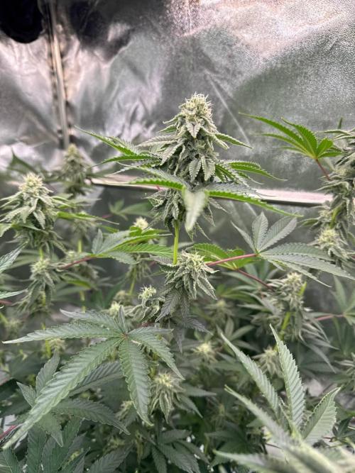 Key Lime Guava REG. Week 16