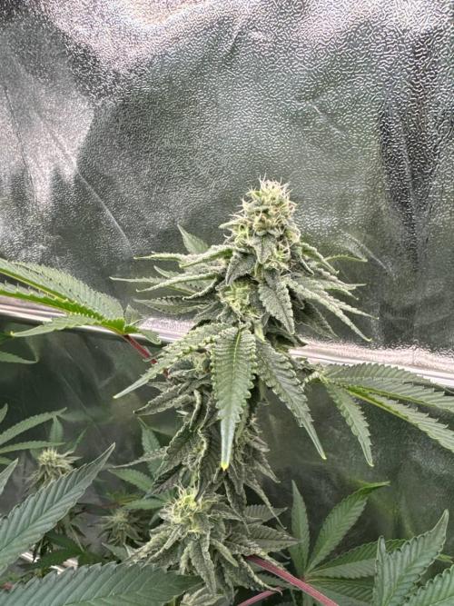 Key Lime Guava REG. Week 16