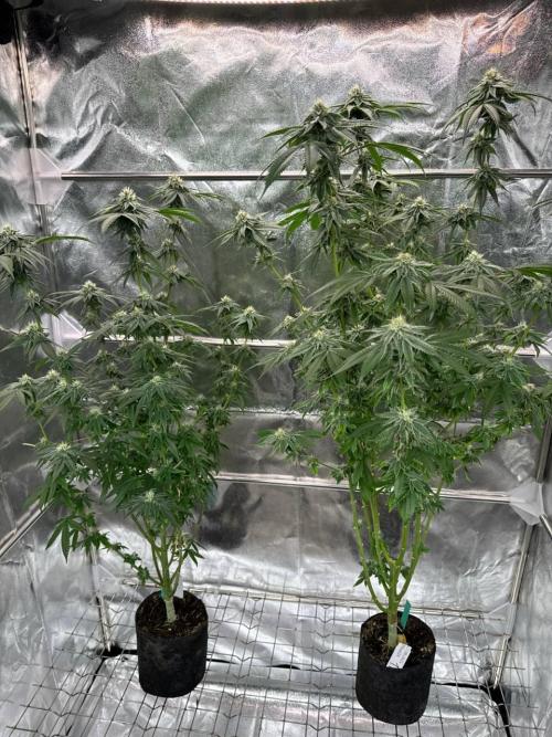 Purple Limeade. Week 16