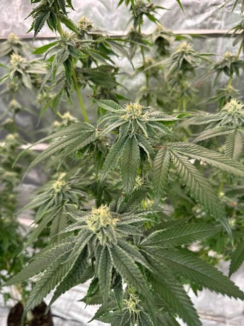 Purple Limeade. Week 16