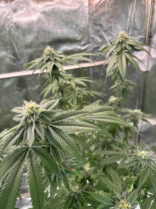 Purple Limeade. Week 16