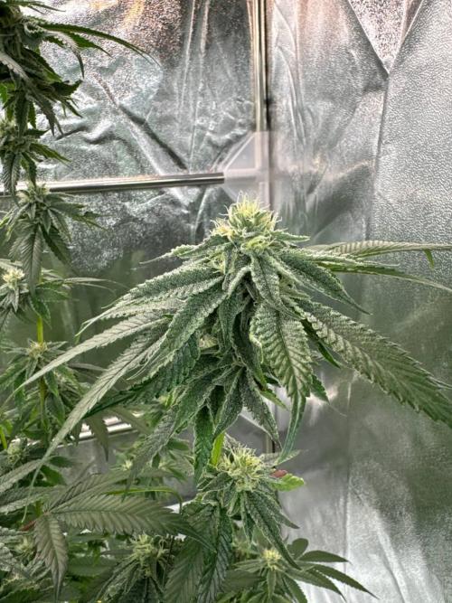 Purple Limeade. Week 16