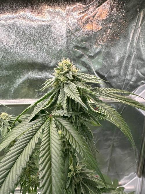 Purple Limeade. Week 16