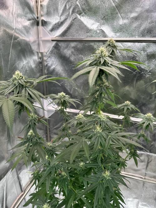 Purple Limeade. Week 16