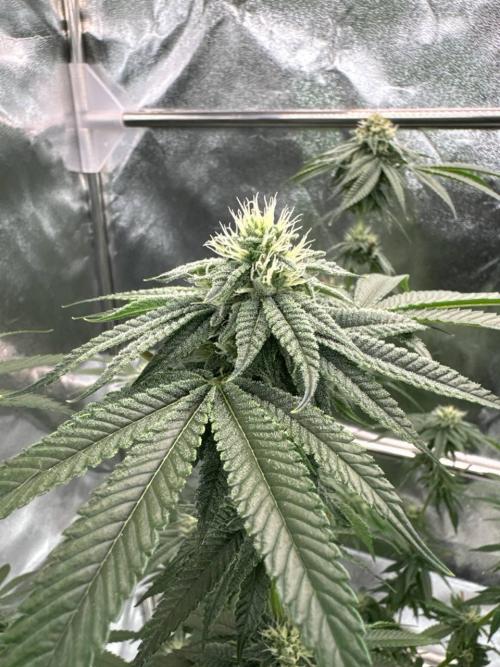 Purple Limeade. Week 16