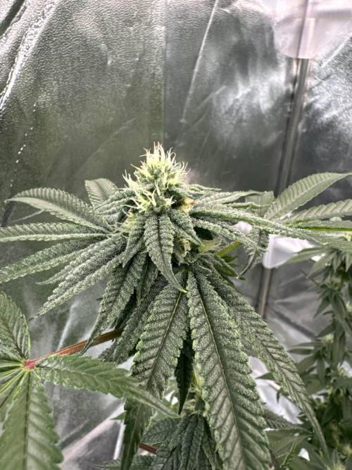 Purple Limeade. Week 16