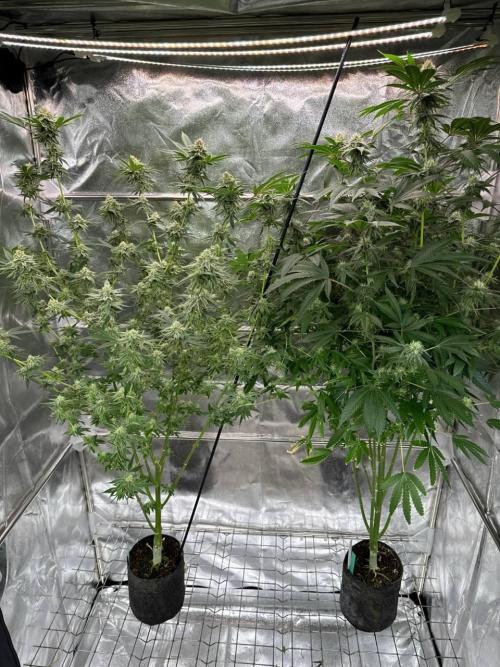 4Z #6 x ZURU. Week 16