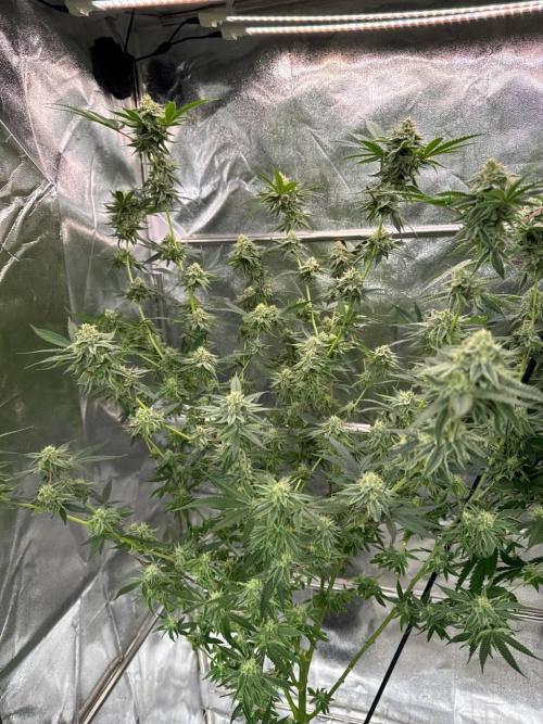 4Z #6 x ZURU. Week 16