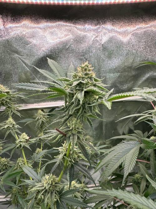 4Z #6 x ZURU. Week 16