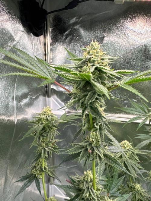 4Z #6 x ZURU. Week 16