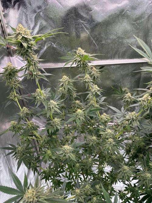 4Z #6 x ZURU. Week 16