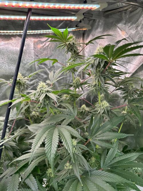 4Z #6 x ZURU. Week 16