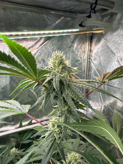 4Z #6 x ZURU. Week 16